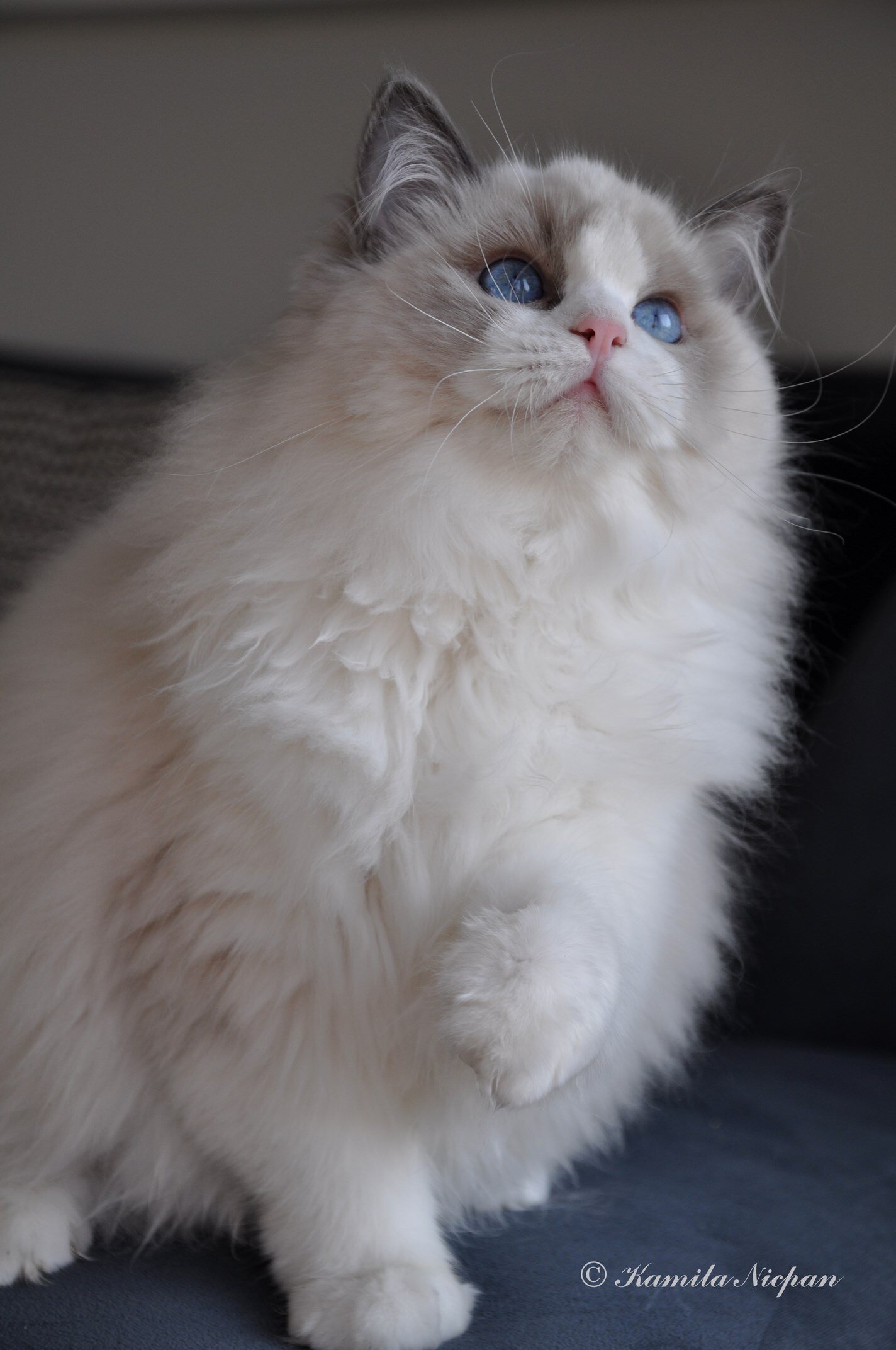 Nowa kotka w naszej hodowli ! / new girl in our cattery!
