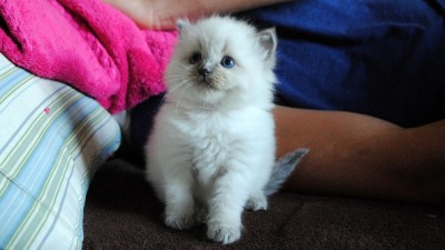 10a_Ragdoll_kittens_poland_wroclaw_hodowla_avocado_RAG_a_blue_point_kocięta_ragdoll_na_sprzedaż