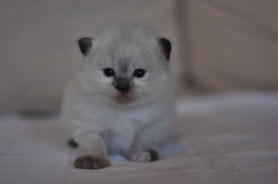 12_Ragdoll_kittens_poland_wroclaw_hodowla_avocado_RAG_f_seal_tortie_kocięta_ragdoll_na_sprzedaż