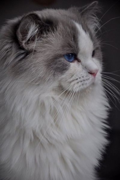 1_ragdoll_hodowla_wrocław_poland_kittens_rag_a_03_blue_bicolour