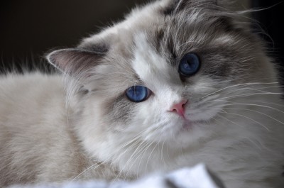 21ragdoll_blue_bicolour_rag_a_03_hodowla_avocado_wrocław_poland_fife