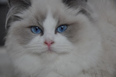 2_ragdoll_blue_bicolour_rag_a_03_kitten_wrocław_avocado_hodowla_www.rag-dolls.pl (Kopiowanie)