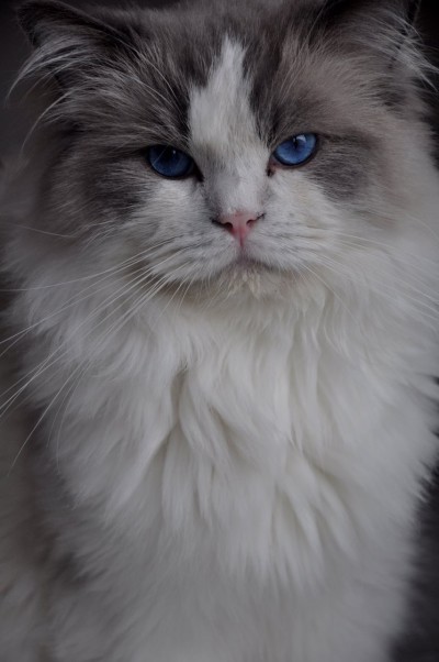 2_ragdoll_hodowla_wrocław_poland_kittens_rag_a_03_blue_bicolour