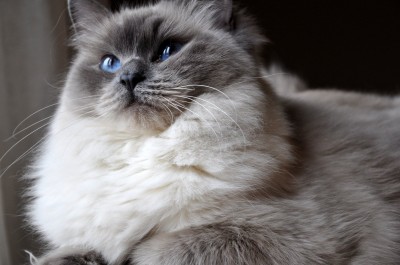 3 Ragdoll Blue Point RAG a hodowla kotow avocado