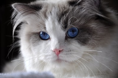 31ragdoll_blue_bicolour_rag_a_03_hodowla_avocado_wrocław_poland_fife