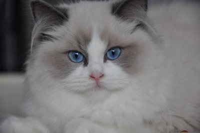 3_ragdoll_blue_bicolour_rag_a_03_kitten_wrocław_avocado_hodowla_www.rag-dolls.pl (Kopiowanie)
