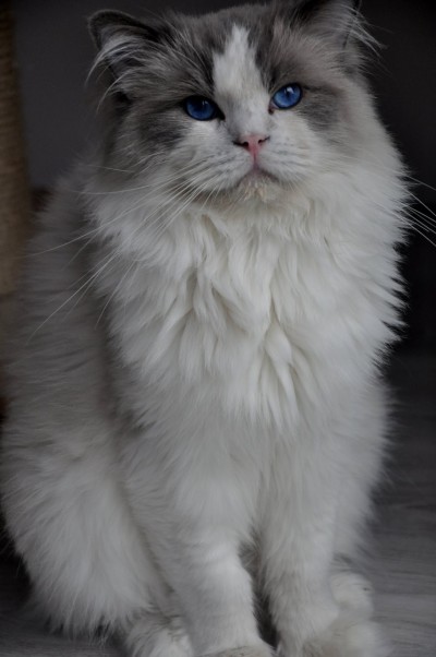 3_ragdoll_hodowla_wrocław_poland_kittens_rag_a_03_blue_bicolour