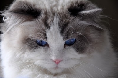 41ragdoll_blue_bicolour_rag_a_03_hodowla_avocado_wrocław_poland_fife