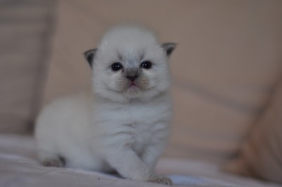 4_Ragdoll_kittens_poland_wroclaw_hodowla_avocado_RAG_a_blue_point_kocięta_ragdoll_na_sprzedaż
