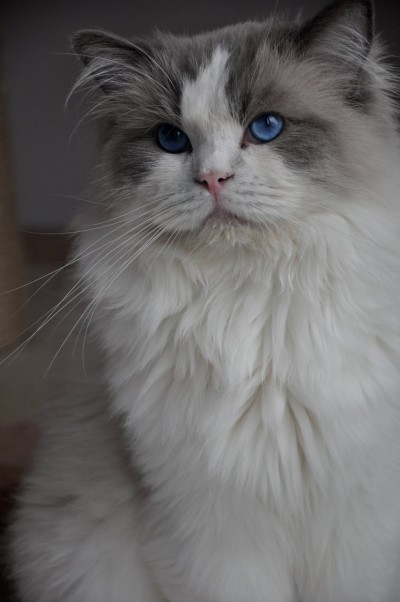4_ragdoll_hodowla_wrocław_poland_kittens_rag_a_03_blue_bicolour
