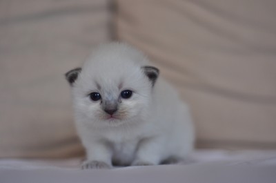 5_Ragdoll_kittens_poland_wroclaw_hodowla_avocado_RAG_a_blue_point_kocięta_ragdoll_na_sprzedaż
