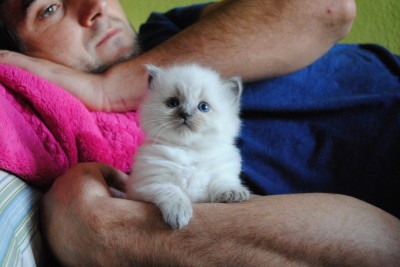 8_Ragdoll_kittens_poland_wroclaw_hodowla_avocado_RAG_a_blue_point_kocięta_ragdoll_na_sprzedaż