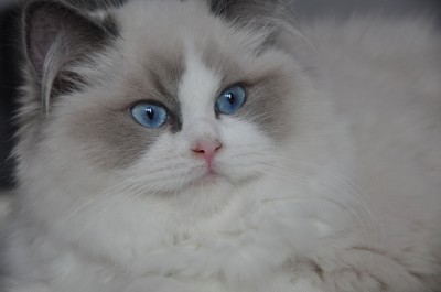 9_ragdoll_blue_bicolour_rag_a_03_kitten_wrocław_avocado_hodowla_www.rag-dolls.pl (Kopiowanie)