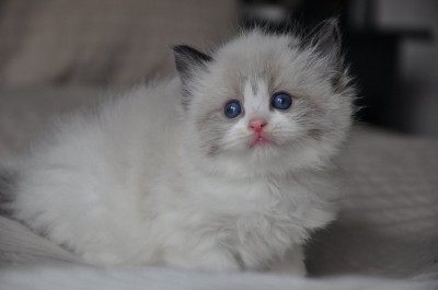 DSC_0066 (Kopiowanie)-ragdoll-seal-bicolour-hodowla-cattery-wrocław-avocado-pl-kocięta na sprzedaż- rag-n-03