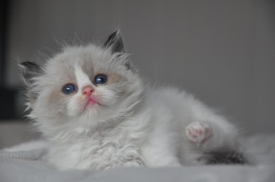 DSC_0238 (Kopiowanie)-ragdoll-seal-bicolour-hodowla-cattery-wrocław-avocado-pl-kocięta na sprzedaż- rag-n-03