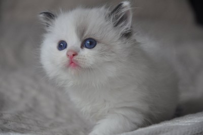 DSC_0388 (Kopiowanie)-Ragdoll-seal-bicolour-rag-n-03-hodowla-avocado-wrocław-poland-cattery