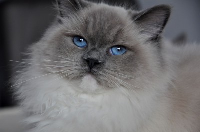 RAGDOLL-BLUE-MITTED-HODOWLA-AVOCADO-WROCŁAW-KITTENS-FOR-SALE-POLAND-WWW.RAG-DOLLS.PL – 1 (Kopiowanie)