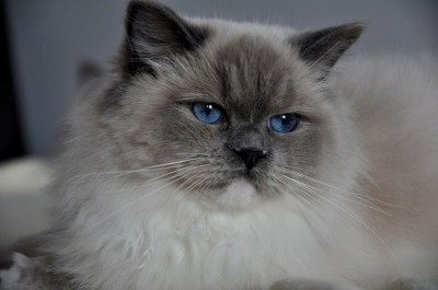 RAGDOLL-BLUE-MITTED-HODOWLA-AVOCADO-WROCŁAW-KITTENS-FOR-SALE-POLAND-WWW.RAG-DOLLS.PL – 3 (Kopiowanie)