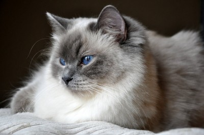 Ragdoll Blue Point RAG a hodowla kotow avocado