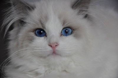 ragdoll-blue-bicolour-lynx-hodowla-wrocław-avocado-pl-poland-cattery-kittens-for-sale-2 (Kopiowanie)
