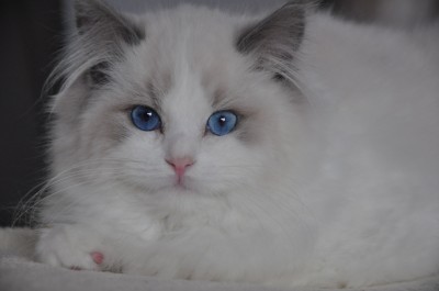 ragdoll-blue-bicolour-lynx-hodowla-wrocław-avocado-pl-poland-cattery-kittens-for-sale-9 (Kopiowanie)