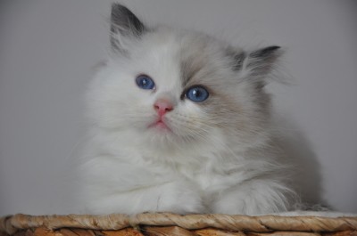 ragdoll-seal-bicolour-hodowla-avocado-wroclaw-poland-fife-pedigree-kittens-for-sale-11(Kopiowanie)