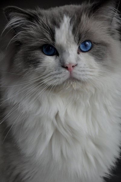 ragdoll_hodowla_wrocław_poland_kittens_rag_a_03_blue_bicolour
