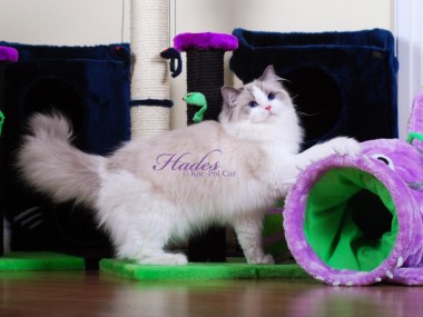 2 Hades koc-pol-cat of avocado ragdoll blue bicolor