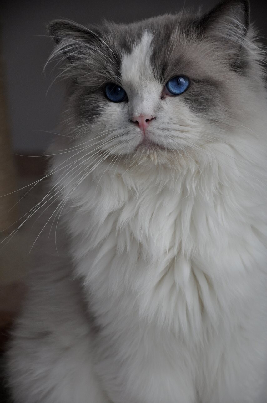 HADES