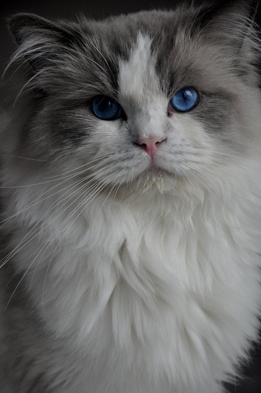 HADES