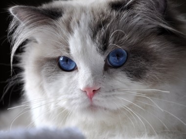 31ragdoll_blue_bicolour_rag_a_03_hodowla_avocado_wrocław_poland_fife