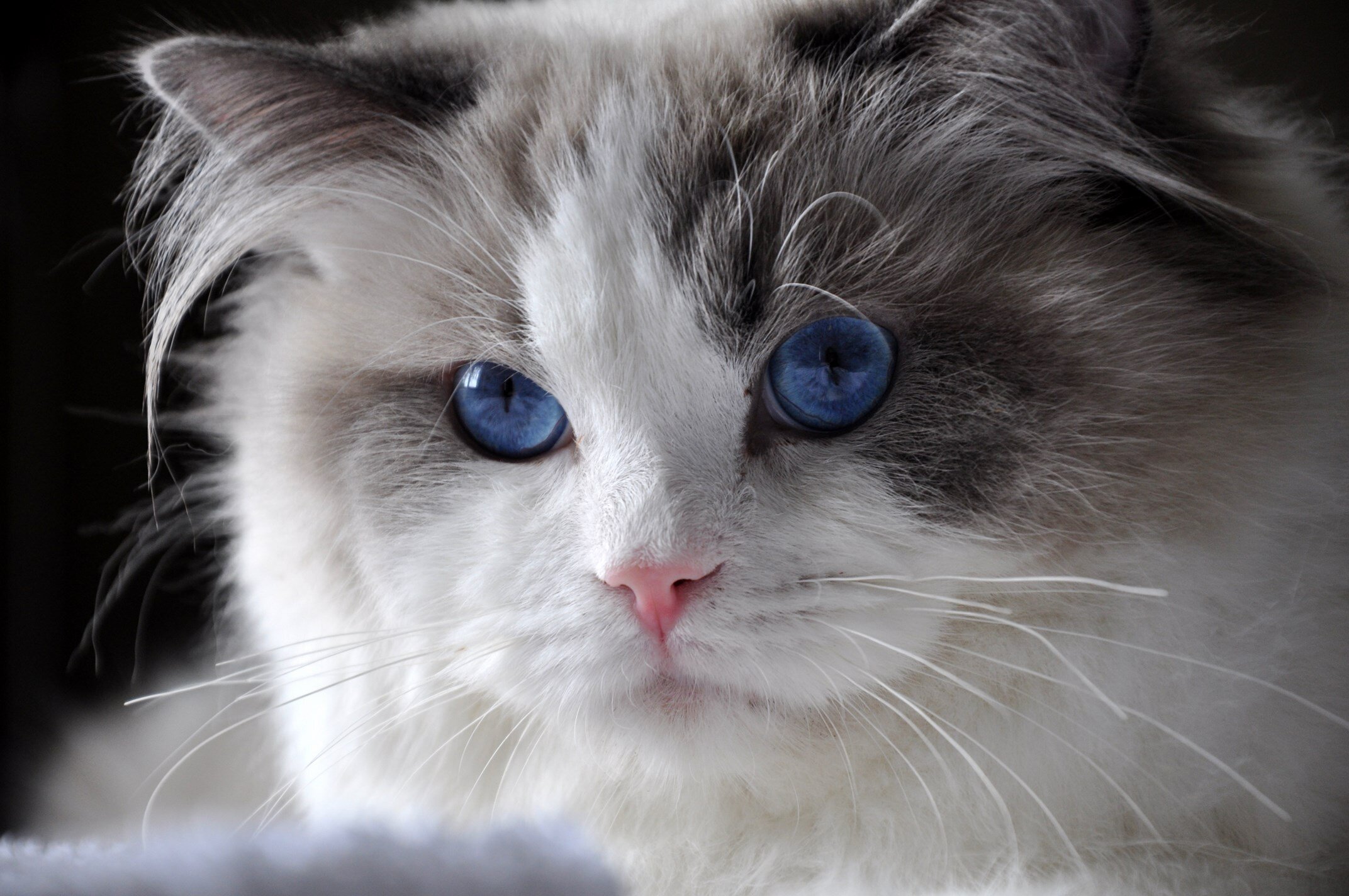 31ragdoll_blue_bicolour_rag_a_03_hodowla_avocado_wrocław_poland_fife