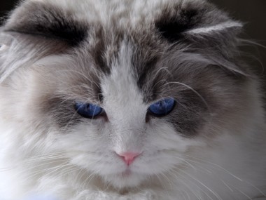 41ragdoll_blue_bicolour_rag_a_03_hodowla_avocado_wrocław_poland_fife