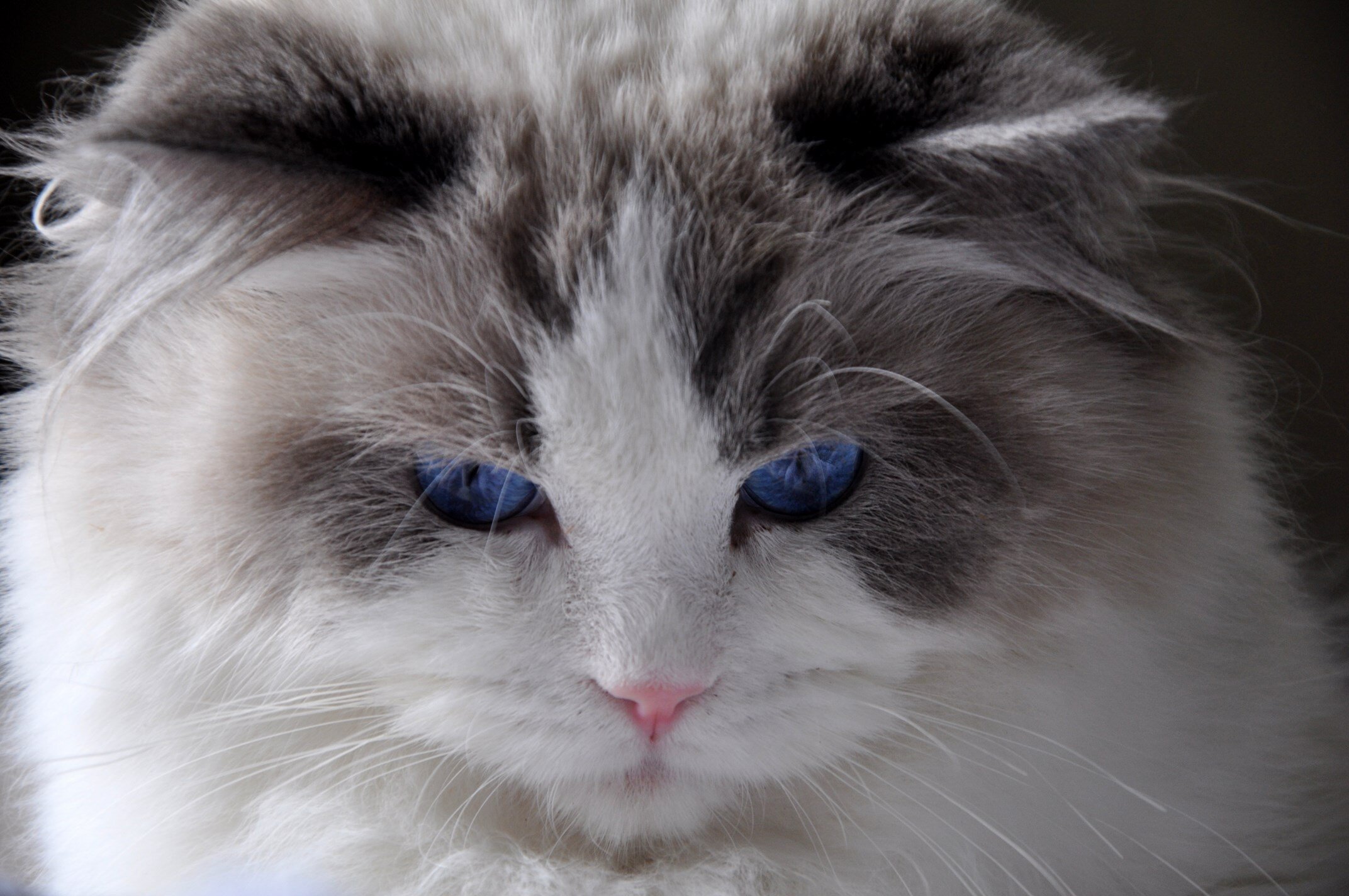 41ragdoll_blue_bicolour_rag_a_03_hodowla_avocado_wrocław_poland_fife