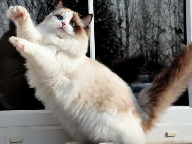 ragdoll_seal_bicolor_bicolour_hodowla_avocado_poland_wrocław_rag_n_03