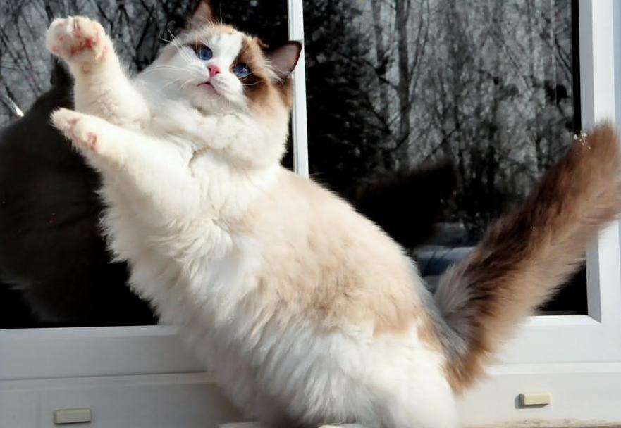 ragdoll_seal_bicolor_bicolour_hodowla_avocado_poland_wrocław_rag_n_03
