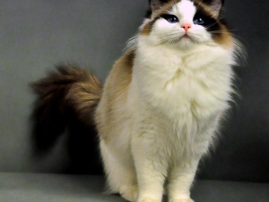 ragdoll_seal_bicolor_bicolour_rag_n_03_wrocław_poland_hodowla