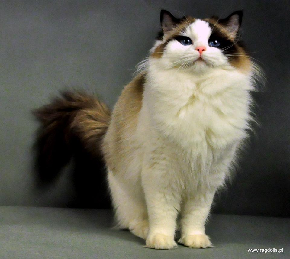 ragdoll_seal_bicolor_bicolour_rag_n_03_wrocław_poland_hodowla