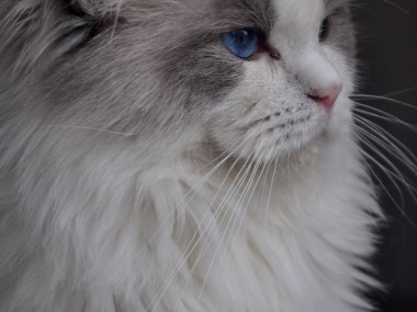 1_ragdoll_hodowla_wrocław_poland_kittens_rag_a_03_blue_bicolour