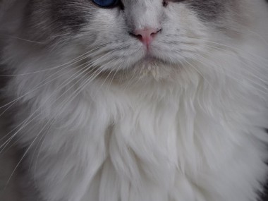 2_ragdoll_hodowla_wrocław_poland_kittens_rag_a_03_blue_bicolour