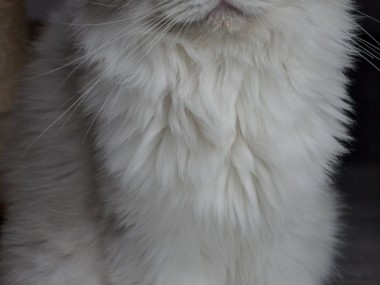 3_ragdoll_hodowla_wrocław_poland_kittens_rag_a_03_blue_bicolour