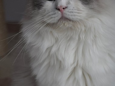 4_ragdoll_hodowla_wrocław_poland_kittens_rag_a_03_blue_bicolour
