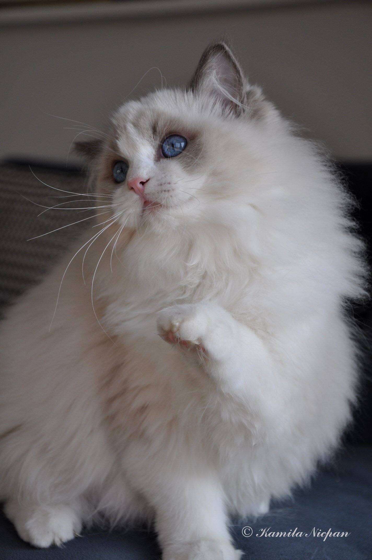 S*Gunbertus DIVA MUFFIN