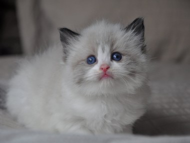 DSC_0055 (Kopiowanie)-ragdoll-seal-bicolour-hodowla-cattery-wrocław-avocado-pl-kocięta na sprzedaż- rag-n-03