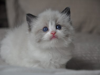DSC_0058 (Kopiowanie)-ragdoll-seal-bicolour-hodowla-cattery-wrocław-avocado-pl-kocięta na sprzedaż- rag-n-03