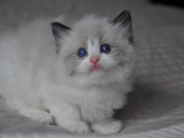 DSC_0073 (Kopiowanie)-ragdoll-seal-bicolour-hodowla-cattery-wrocław-avocado-pl-kocięta na sprzedaż- rag-n-03