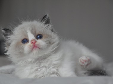 DSC_0238 (Kopiowanie)-ragdoll-seal-bicolour-hodowla-cattery-wrocław-avocado-pl-kocięta na sprzedaż- rag-n-03