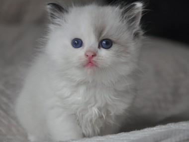 DSC_0382 (Kopiowanie)-Ragdoll-seal-bicolour-rag-n-03-hodowla-avocado-wrocław-poland-cattery
