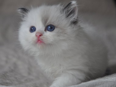 DSC_0388 (Kopiowanie)-Ragdoll-seal-bicolour-rag-n-03-hodowla-avocado-wrocław-poland-cattery