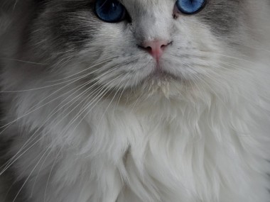 ragdoll_hodowla_wrocław_poland_kittens_rag_a_03_blue_bicolour